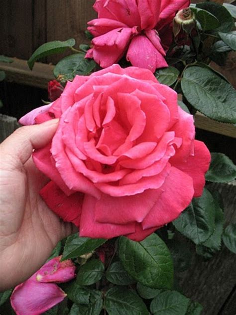 25 Roses Suitable For Tropical Climate Fertilizers To Get Big Bloom
