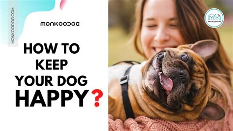 How To Keep Your Dog Happy And Healthy Monkoodog