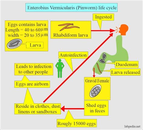 Enterobius Vermicularis Pinworms Diagnosis And Treatment