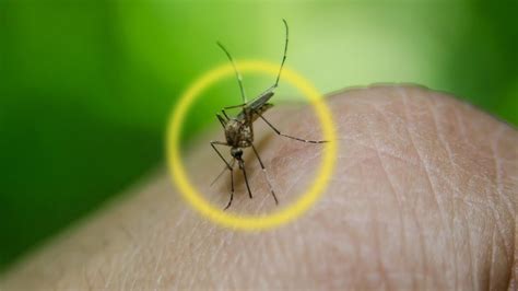 How Mosquitoes Use Needles To Suck Your Blood Deep Look Youtube