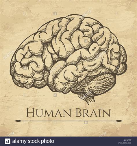 Anatomical Brain Drawing At Getdrawings Free Download