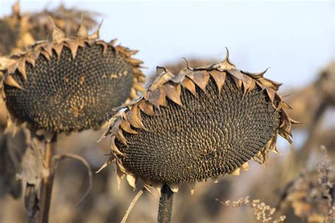 Dry Sunflowers With Full Heads Of Seeds Ripened Sunflowers Ready For