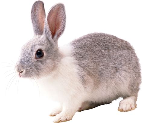 French Lop Cottontail Rabbit European Rabbit Rabbit Png Image Png