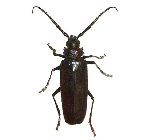They can range in length from about an inch to several inches, and they are located throughout the southwest portion of the united states (including, of course, arizona). Derobrachus hovorei paloverde root borer longhorn beetle ...