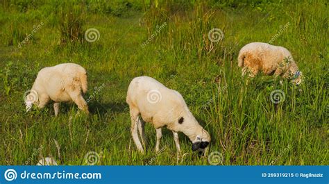 Sheep Or Domestic Sheep And X28ovis Ariesand X29 Are Domesticated