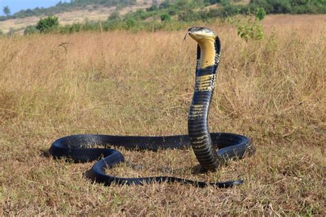 King Cobra Ophiophagus Hannah Is A Venomous Snake Species Of Elapids