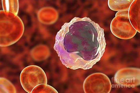 Monocyte White Blood Cell In A Blood Smear Photograph By Kateryna Kon