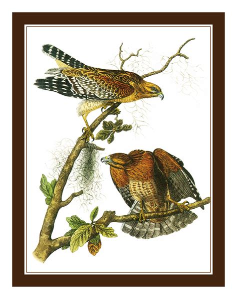 pair of red tailed hawks birds illustration by john james audubon coun orenco originals llc