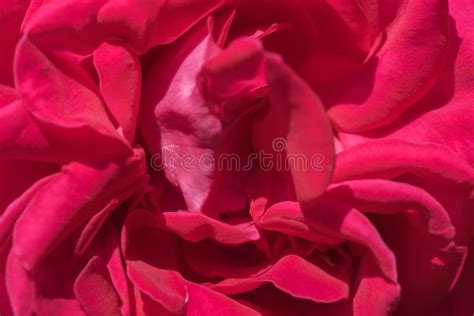 Pink Rose Close Up Stock Photo Image Of Petals Nature 140262204