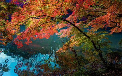 Wallpaper River Water Reflection Trees Red Color Leaves