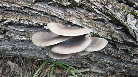 Pleurotus Ostreatus The Ultimate Mushroom Guide 6 Recipes