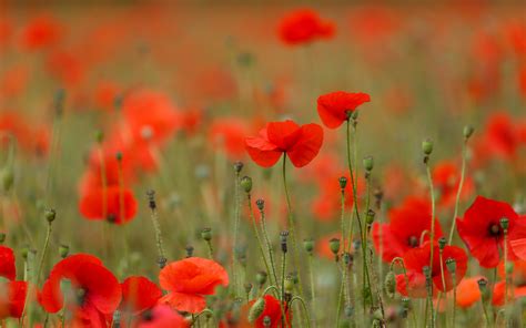 Poppies Gary Neave Flickr