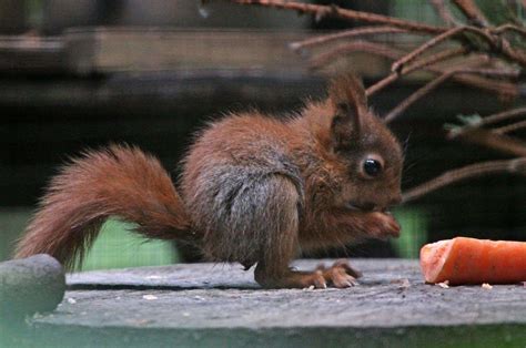 Baby Red Squirrels At Wildwood Can Help Bring Species Back From The Brink