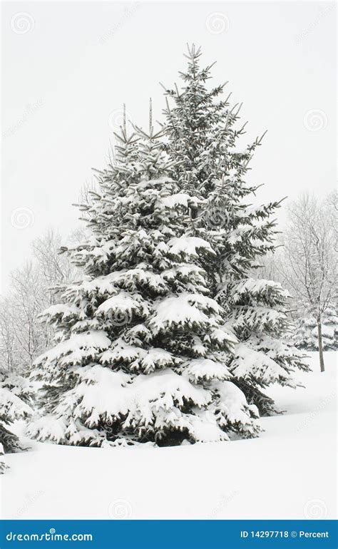 Winter Fir Trees Stock Photo Image Of Loneliness Trees 14297718