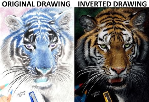 Inverted Colored Pencil Drawing A Tiger By Jasminasusak On Deviantart