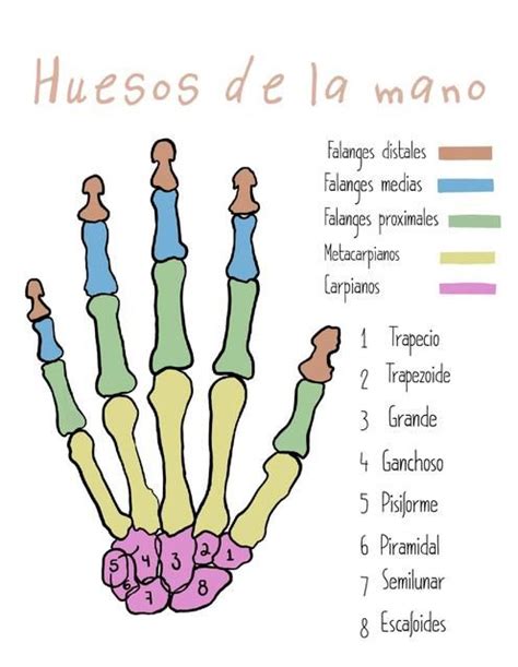 Huesos De La Mano Apuntes De Clase