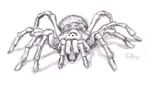 Tattoo Design Spider By Midnighter Spider Drawing Spider Art
