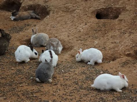 Do Rabbits Dig Holes To Have Babies Exploring Rabbit Nesting Habits