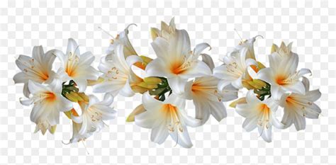 Easter Lilies With Transparent Background Clipart Easter Easter Clip Art Library
