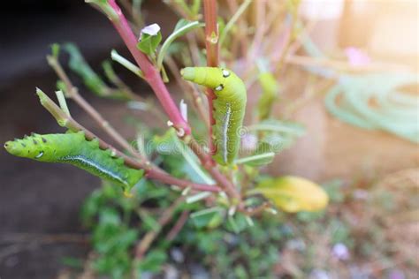 Green Worm Eating Leaves On A Natural Background Stock Image Image Of