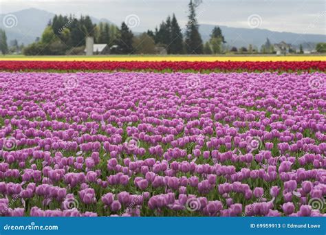 Skagit Valley Tulips Stock Image Image Of Field Festival 69959913