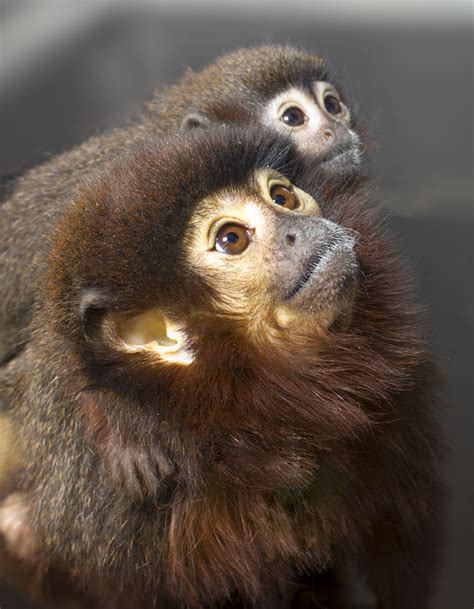 Titi Monkeys California National Primate Research Center
