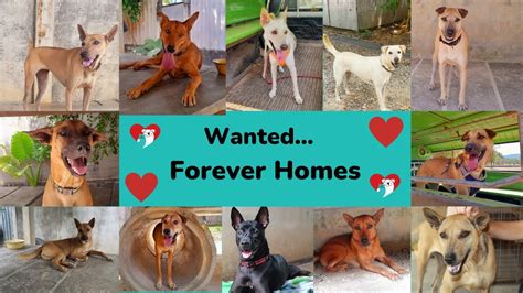 Rescue Puppies Looking For Forever Homes Youtube