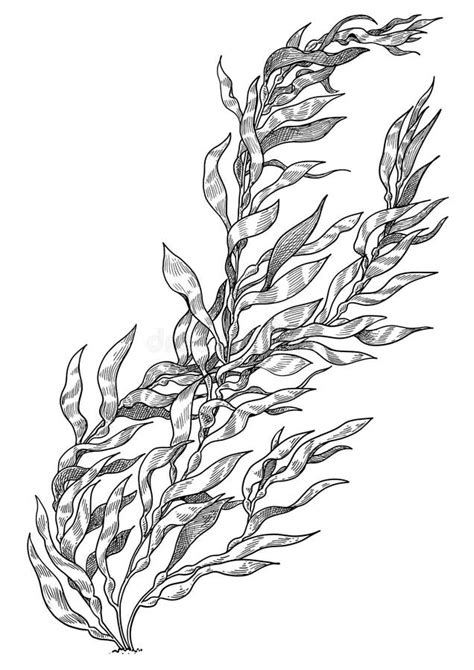 Drawing Of Kelp