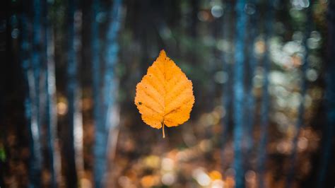 Leaf Wallpapers Photos And Desktop Backgrounds Up To 8k