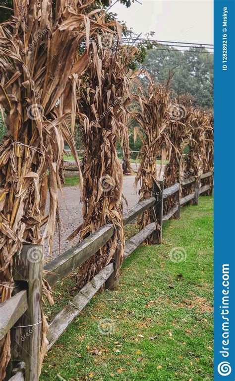 Corn stalk free vector we have about (169 files) free vector in ai, eps, cdr, svg vector illustration graphic art design format. Corn Stalks Decorating A Wooden Post On A Fence Stock ...