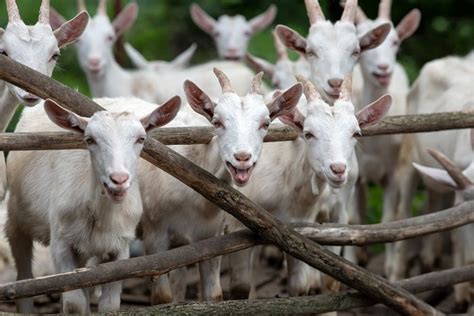 All You Need To Know About Goat Farming The Happy Chicken Coop