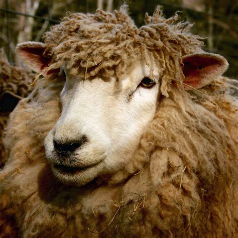 Pin By Roberts On F I B E R A N I M A L S Sheep And Lamb Sheep Farm