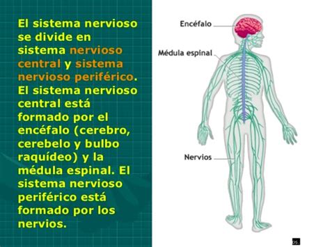 Cu Les Son Las Partes Del Sistema Nervioso Sistema Nervioso