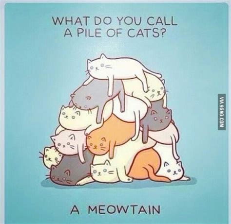 What Do You Call A Pile Of Catsa Meowtain 9gag Funny Pictures