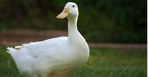 6 Birds That Look Like Ducks A Z Animals