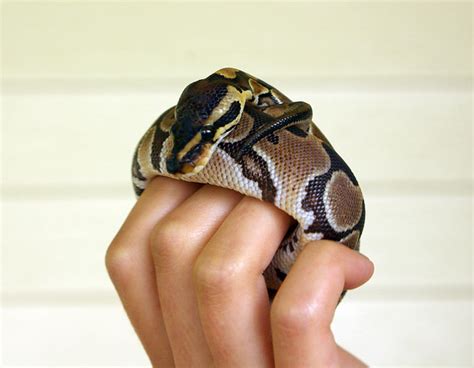 Baby Ball Python Snake Explore Janices Photos On