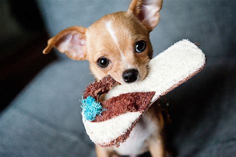 5 Things To Know About Chihuahuas Petful