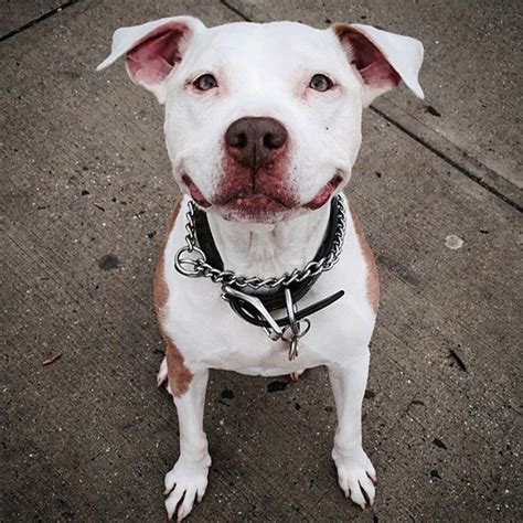 Meet Brinks A Pit Bull That Cant Stop Grinning After Being Rescued