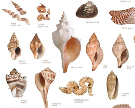 Shell Chart Sea Shells Sanibel Shells Shells
