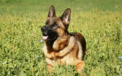 Facts About German Shepherds You Need To Know Before Adopting One All