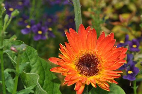 Free Images Nature Field Flower Petal Environment Orange Botany