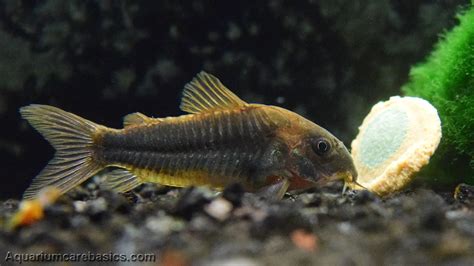 How Long Do Cory Catfish Live Cory Lifespan Varies Significantly But