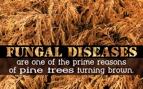 What Causes Pine Trees To Turn Brown