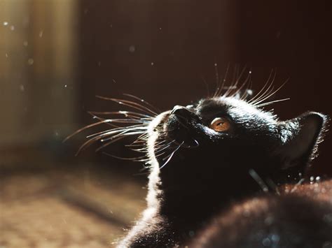 Sneezing and watery eyes are also common. Why Do Cats Sneeze? | 5 Reasons Your Cat is Sneezing