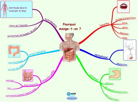 La Digestion Cest Quoi Pour Cm1 Cm2 Maître Lucas