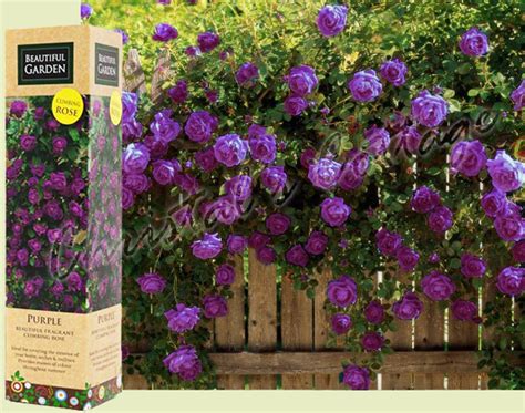 1 Purple Fragrant Climbing Bush Rose Bare Rooted Grden Plant Shrub Ebay