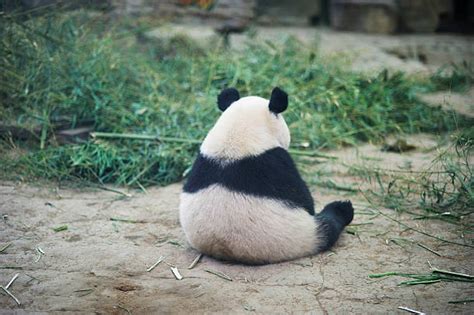 Panda Pictures Images And Stock Photos Istock