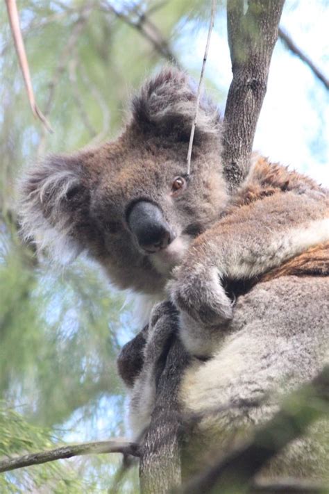 Wild Koala Day May 3 Wild Koala Phascolarctos Cinereus Mallacoota