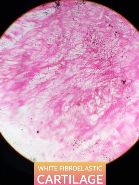 Histology Slides For Mbbs 1st Year With Identification Points