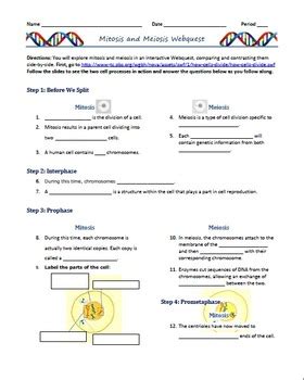 In this investigation, you will view sites that illustrate the process of meiosis. Mitosis and Meiosis Webquest (Outline/Comprehension ...